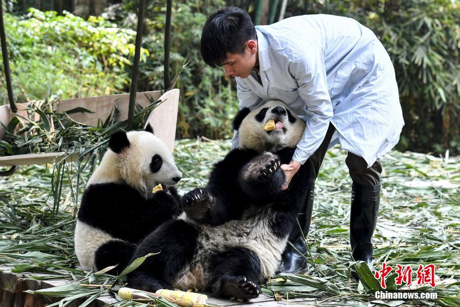 广州大熊猫双胞胎断母乳开始独立生活