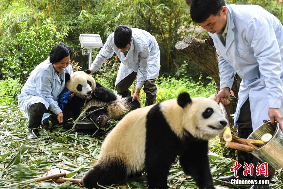 广州大熊猫双胞胎断母乳开始独立生活