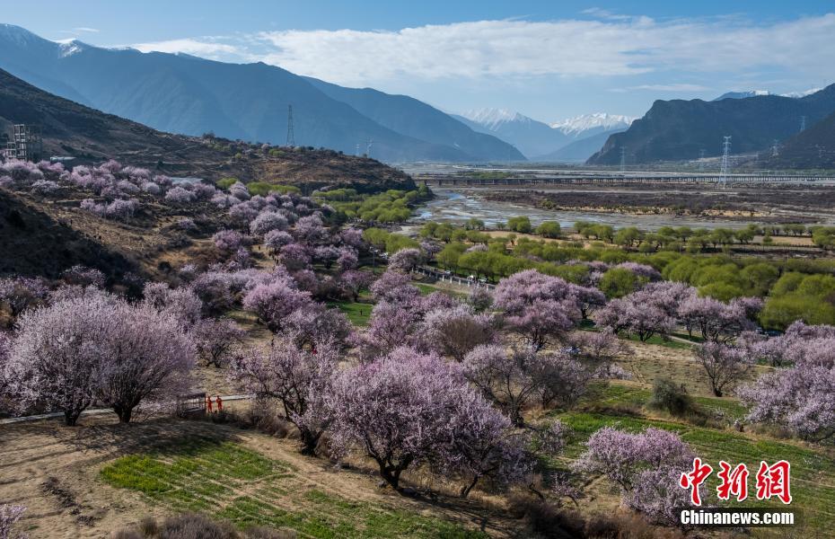 西藏“江南”桃花盛开