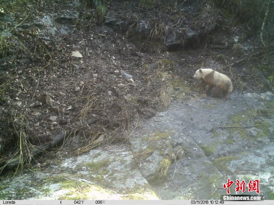陕西再次发现野生棕色大熊猫