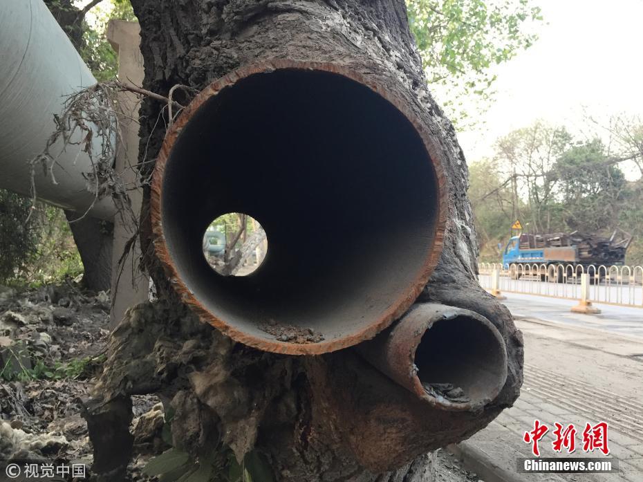 武汉有棵“树坚强” 树干插钢管还茁壮生长