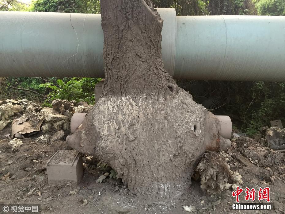 武汉有棵“树坚强” 树干插钢管还茁壮生长