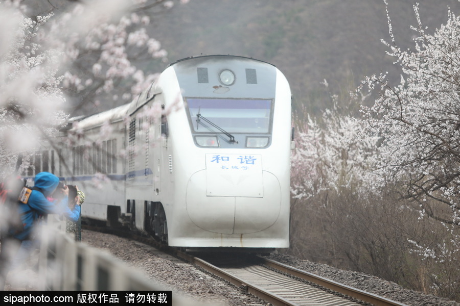 北京现最美列车线！居庸关小火车穿越“花海”美如仙境