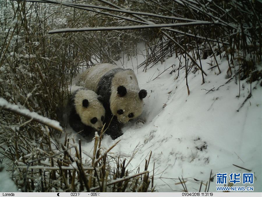 陕西：红外相机记录秦岭大熊猫母子哺乳瞬间