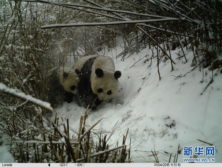 陕西：红外相机记录秦岭大熊猫母子哺乳瞬间