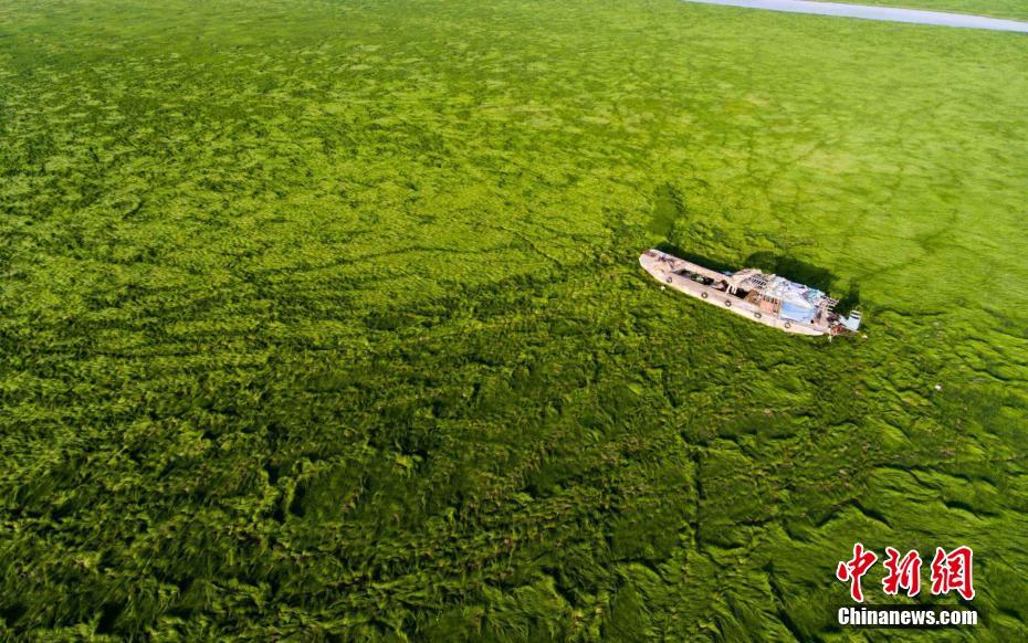 鄱阳湖水位持续下降 滩涂变身草原