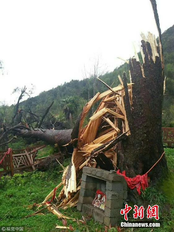 陕西汉中一450岁“夫妻古树”被大风刮倒