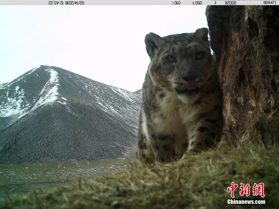藏区神山阿尼玛卿地区首组雪豹“靓照”发布