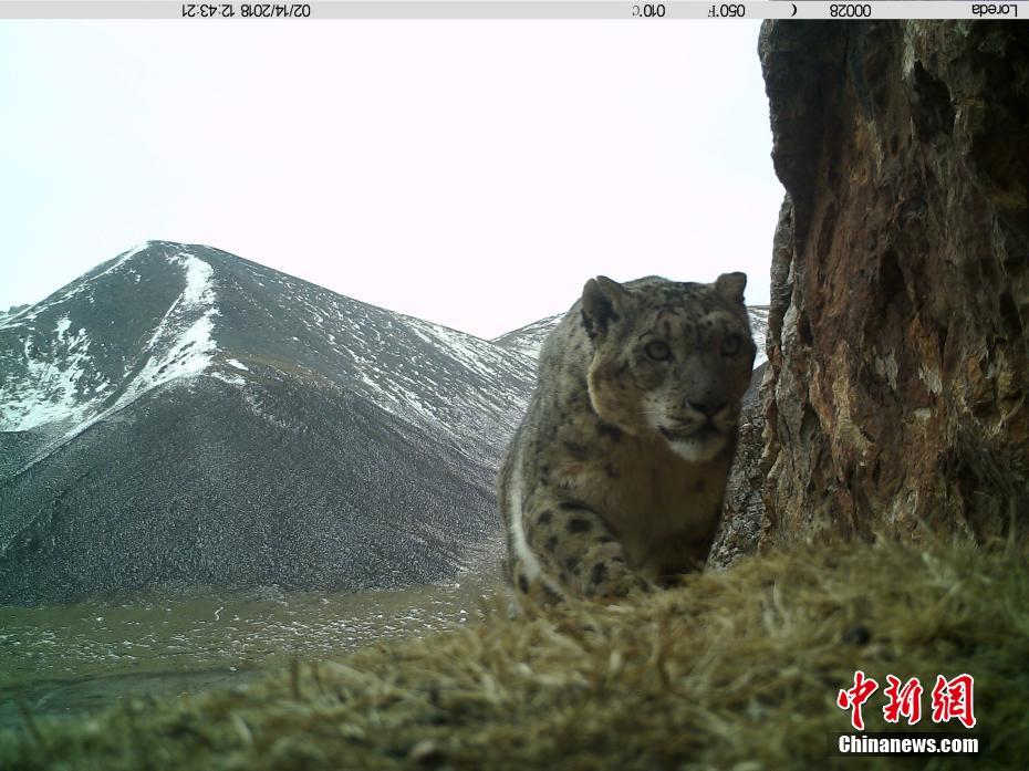 藏区神山阿尼玛卿地区首组雪豹“靓照”发布