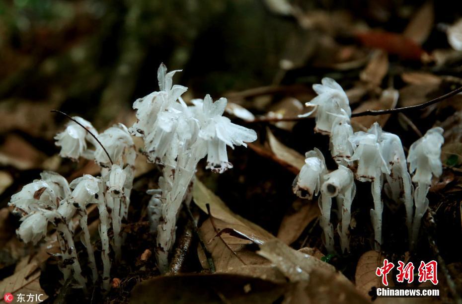 湖南桂东现“幽灵之花”水晶兰 晶莹剔透