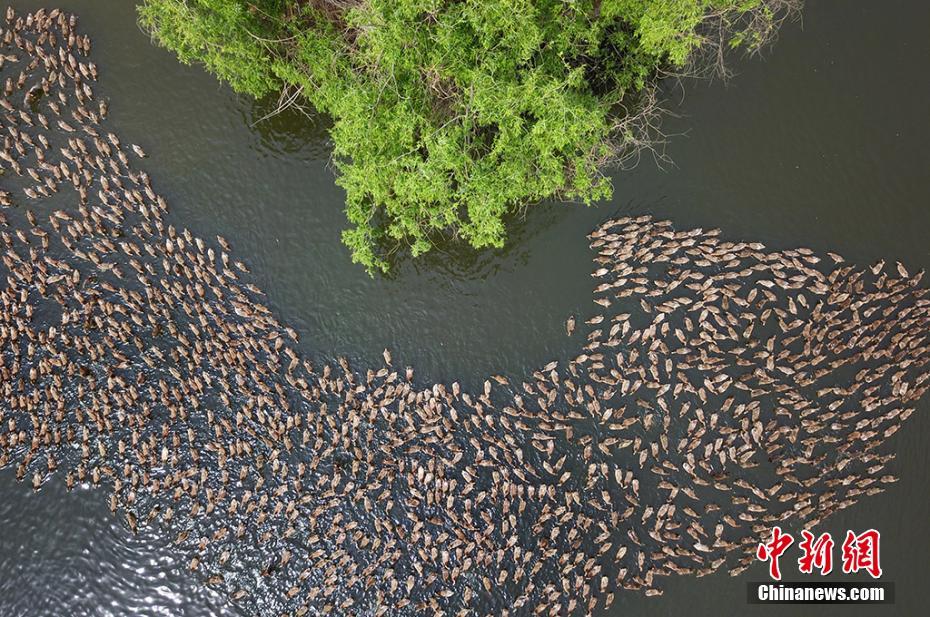 航拍江苏高邮鸭种源保护基地 数千鸭子水中嬉戏