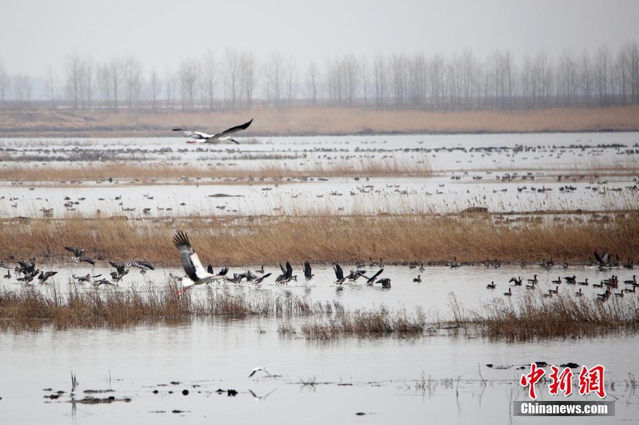 东方白鹳“落户”黑龙江嘟噜河湿地保护区