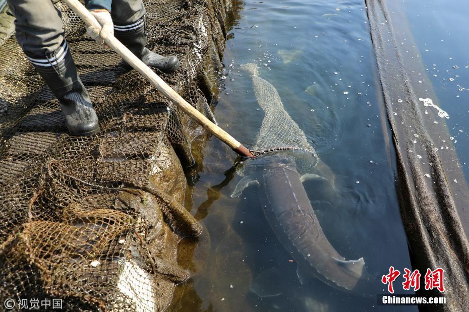 鸭绿江捞出1米9长大鱼 68条估价超600万元