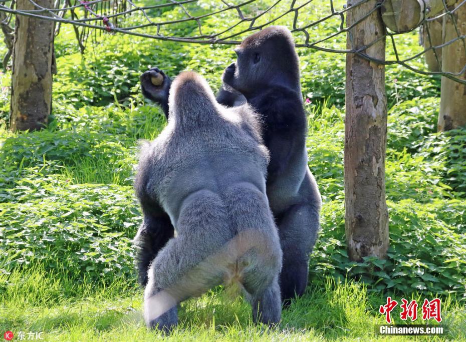 英国大猩猩表演精彩拳击赛 奋力为食物而战
