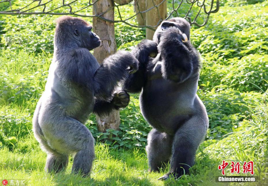 英国大猩猩表演精彩拳击赛 奋力为食物而战