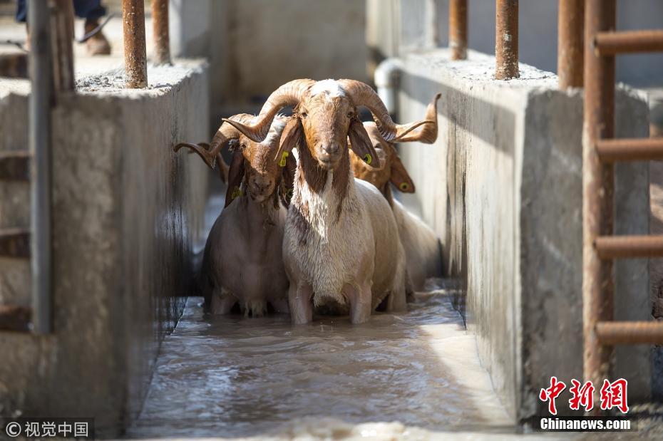 土耳其羊群洗入夏“薅羊毛”大澡 密密麻麻