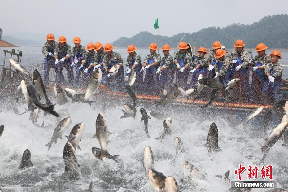 浙江千岛湖上演“巨网捕鱼” 现万鱼群跃盛景