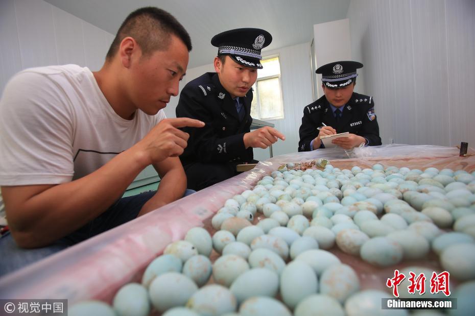 连云港警方查获400余只白鹭鸟蛋 部分已孵化