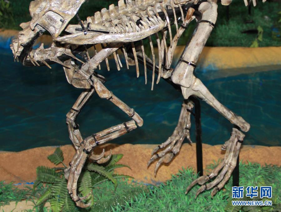 山东诸城发现小型兽脚类恐龙“赵氏怪脚龙”