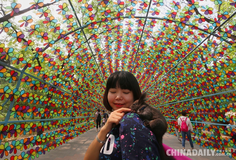 北京石景山游乐园百米风车大道吸引游客