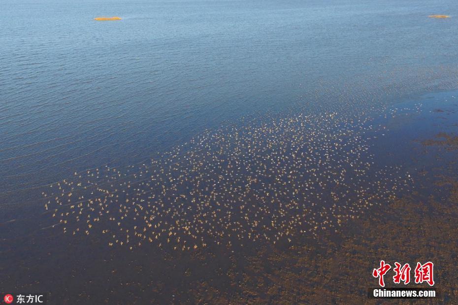 青岛环湾湿地迎上万只黑腹滨鹬过境 十分壮观