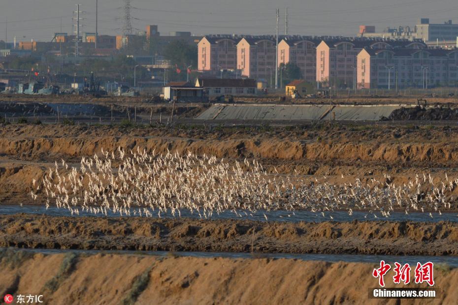 青岛环湾湿地迎上万只黑腹滨鹬过境 十分壮观