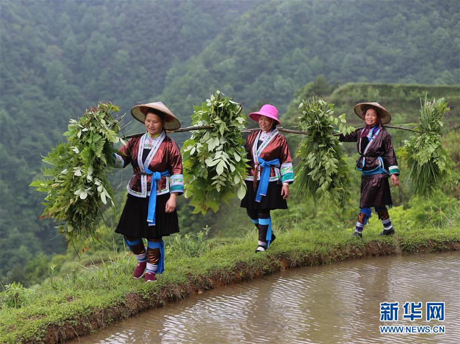 立夏苗山农事忙