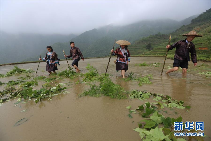 立夏苗山农事忙