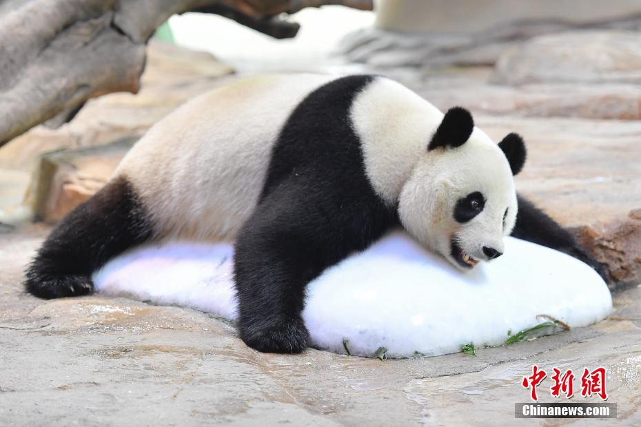 汶川大熊猫“婷婷”趴冰消暑 静待二胎佳音