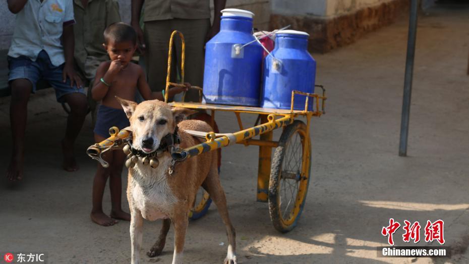 印度有个狗狗送奶工 每天送两次奶已坚持6年