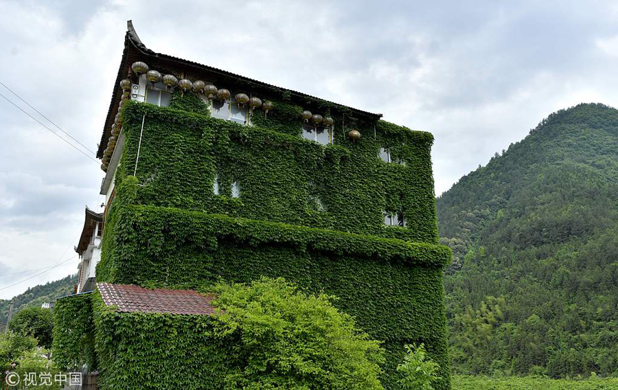 盘点那些爬墙虎造就的风景 宛如绿色城堡