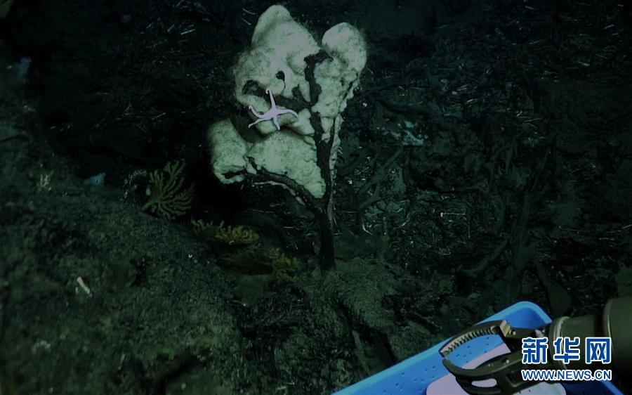 中国科学家在南海甘泉海台首次发现冷水珊瑚群