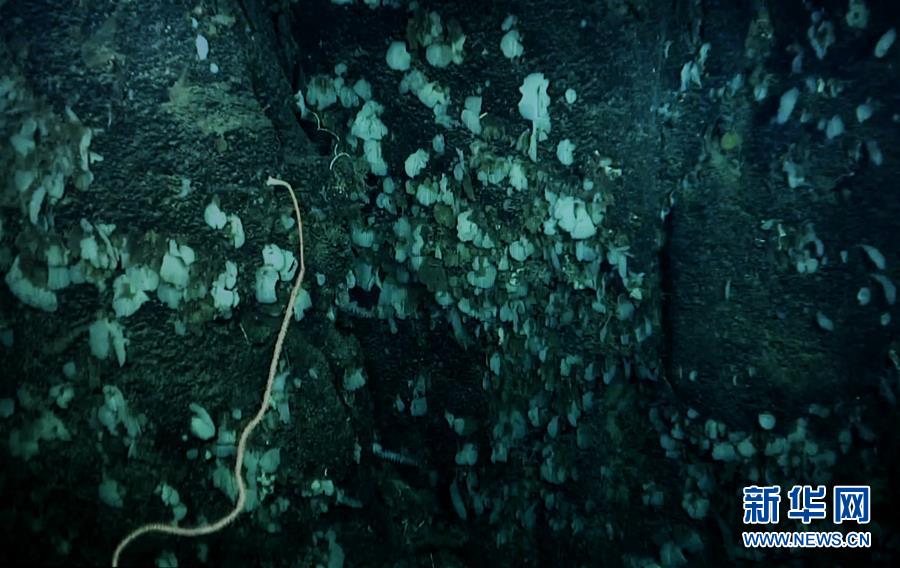中国科学家在南海甘泉海台首次发现冷水珊瑚群