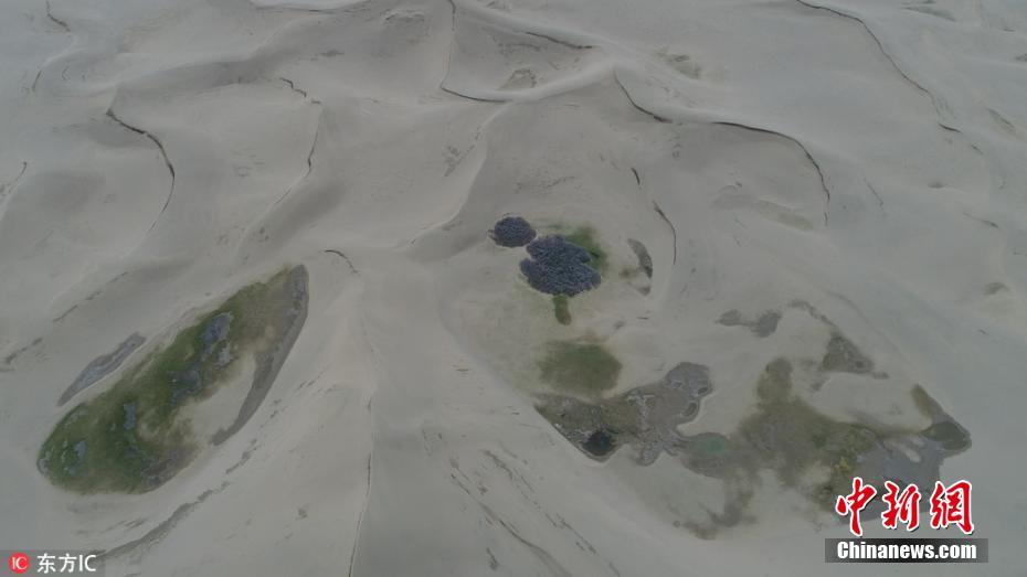 新疆哈密神奇鸣沙山 外有草原围内有沙棘林
