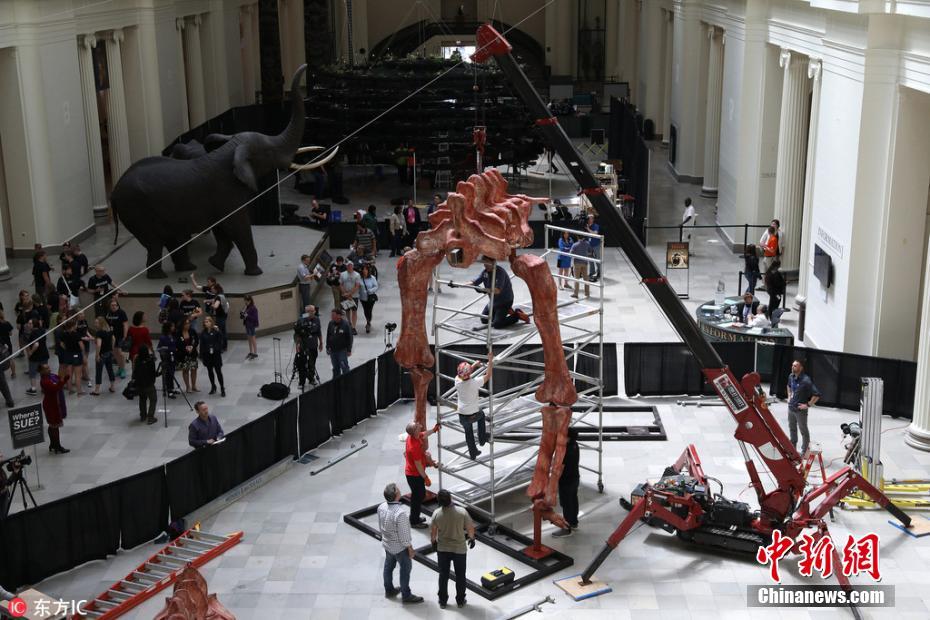 美国将展出37米长“泰坦巨龙” 系最大恐龙化石