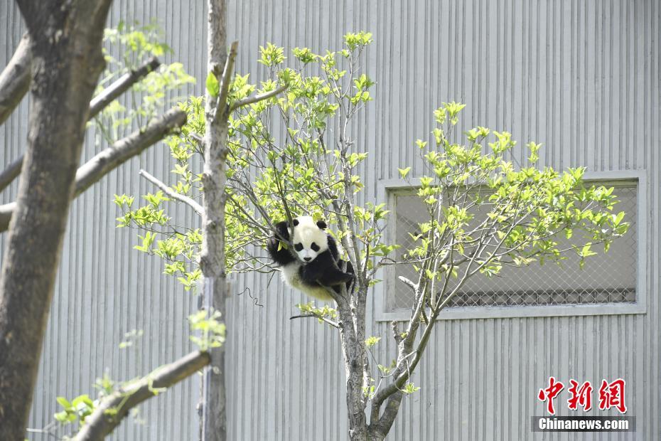 大熊猫宝宝在熊猫“幼儿园”里悠闲自得