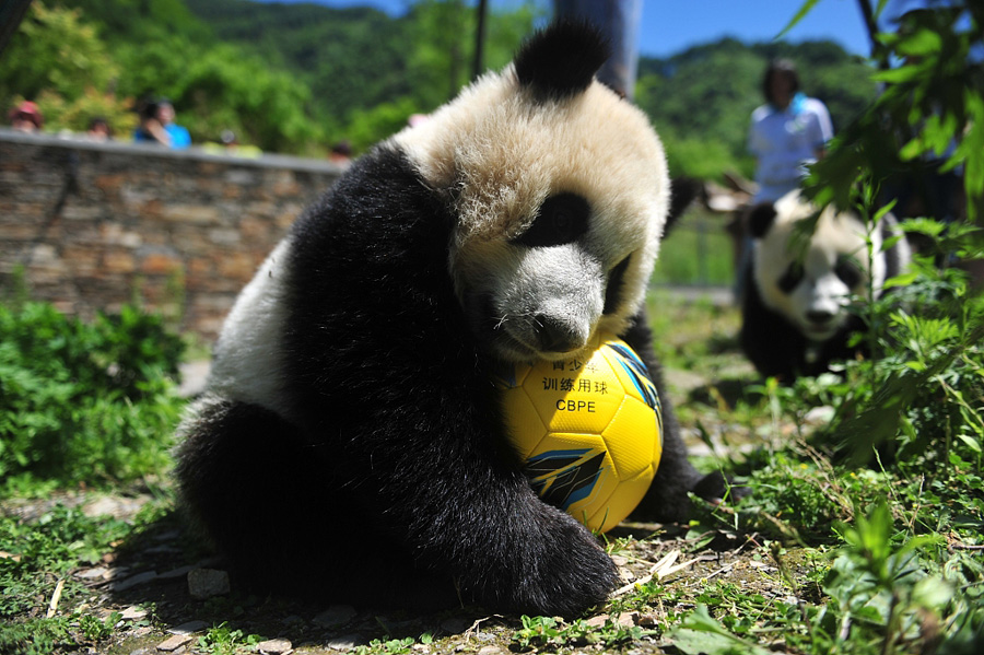 四川阿坝：熊猫“玩转”世界杯 8只“滚滚”踢足球