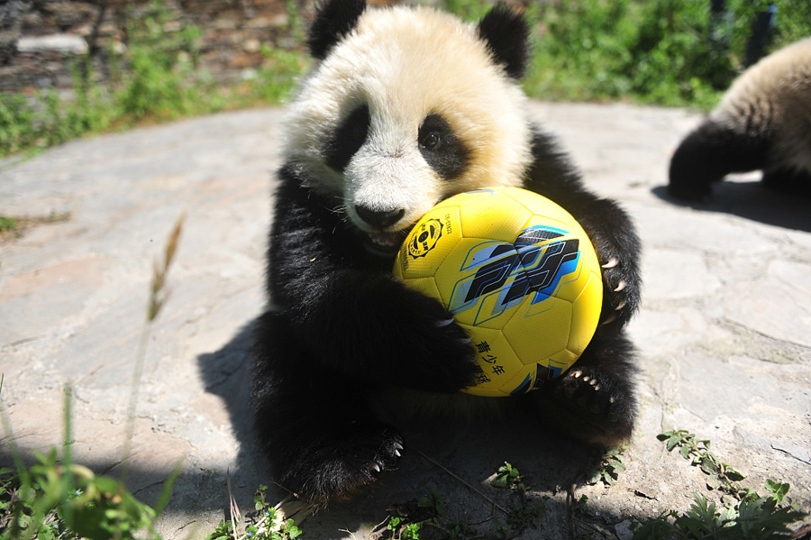 四川阿坝：熊猫“玩转”世界杯 8只“滚滚”踢足球