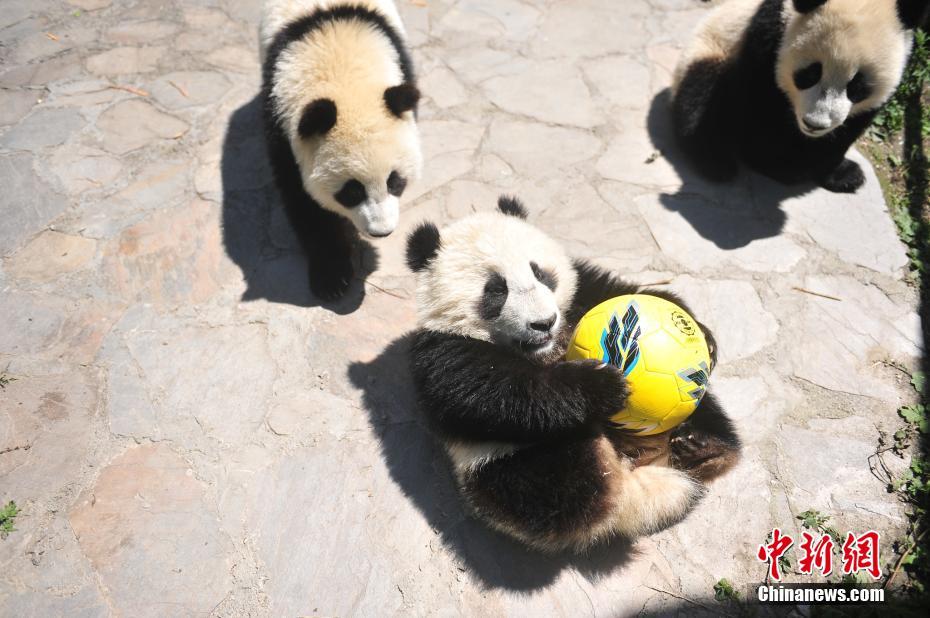 大熊猫“玩转”世界杯 8只“滚滚”踢足球