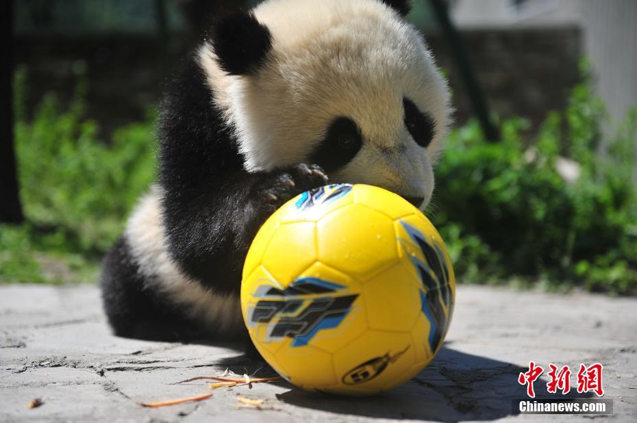 大熊猫“玩转”世界杯 8只“滚滚”踢足球