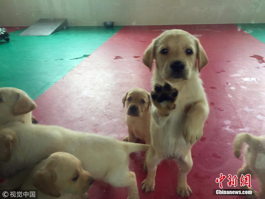 缉毒犬是怎样训练成的 探访海关总署北京缉私犬基地