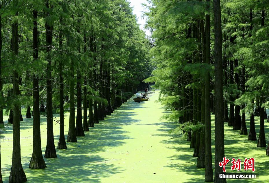 武汉新洲水上森林风景如画