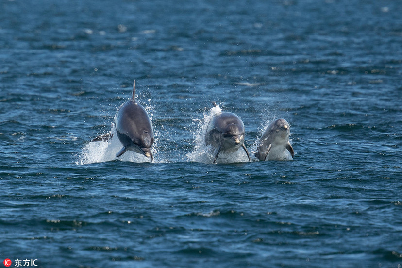 苏格兰海豚母子绎惊艳海上“三人舞”
