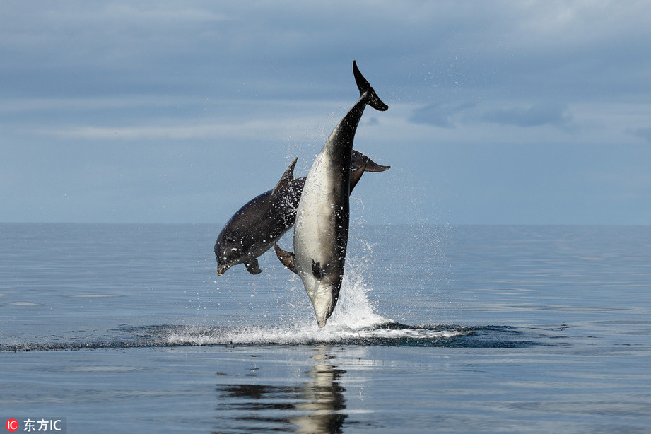 苏格兰海豚母子绎惊艳海上“三人舞”