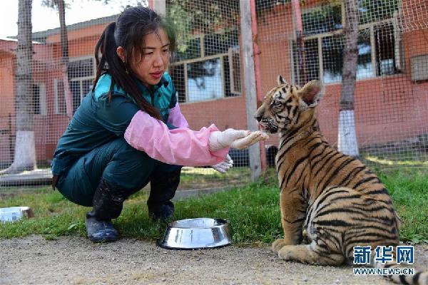 “虎妈”呵护虎崽健康成长