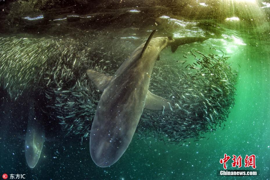 南非鲨鱼在沙丁鱼风暴中捕食 肆意吃喝