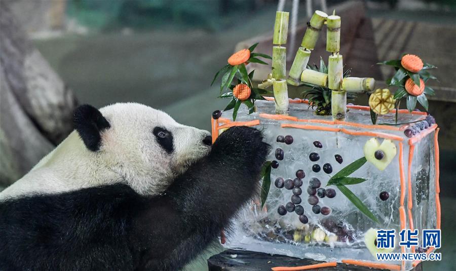 大陆赠台大熊猫“团团”“圆圆”欢度14岁生日