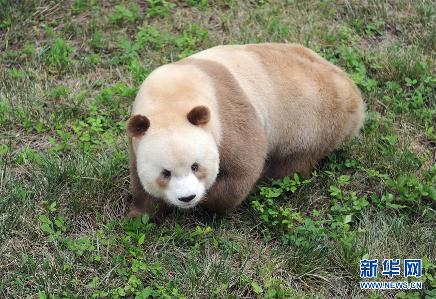 秦岭棕色大熊猫：“弃仔”到“七仔” 命运大不同
