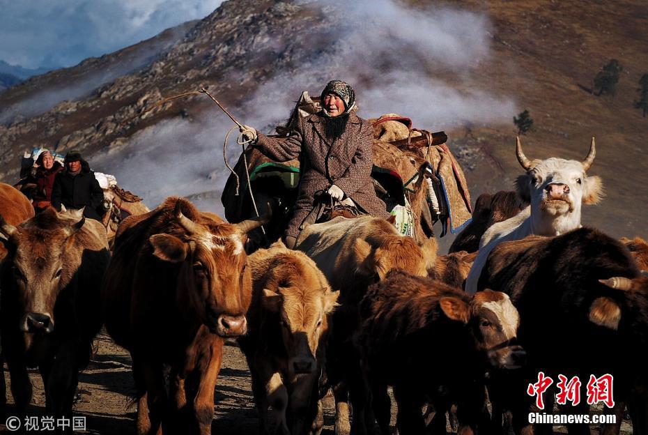新疆阿勒泰天气转冷 牧民晨曦薄雾中准备迁徙