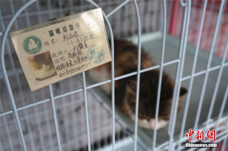 探访郑州流浪猫救援营地 129只猫咪都有档案